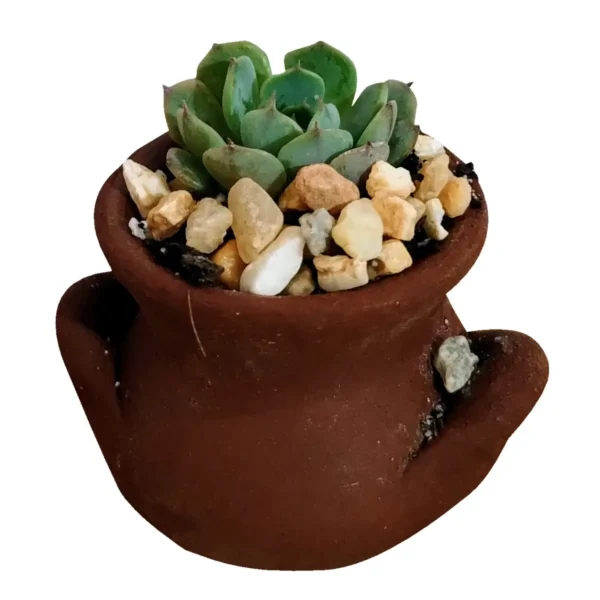 Cactus y Suculentas Maya